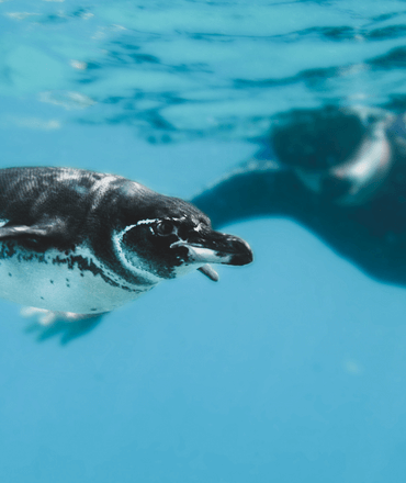 snorkeler with penguin