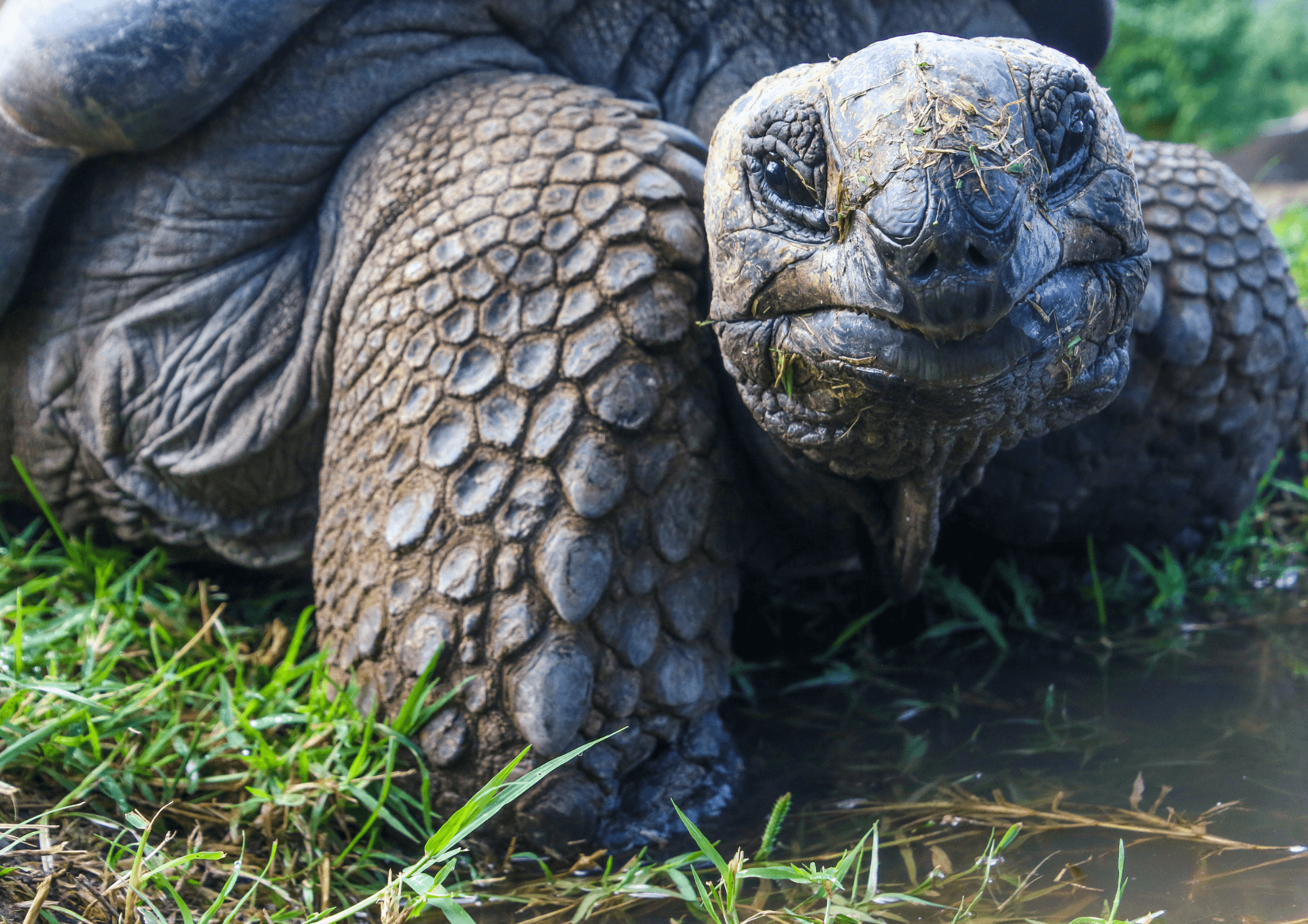 Galapagos Giant tortoise