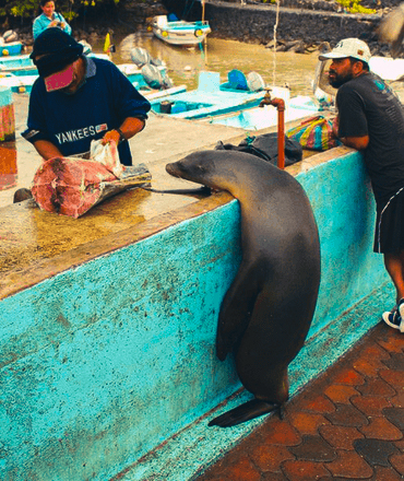 Sea lion begging for fish at fish market