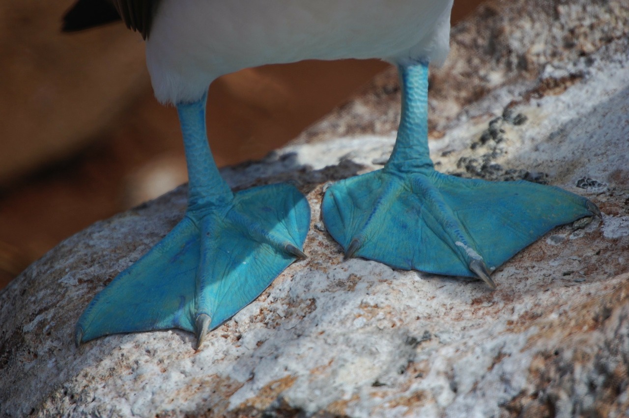 Blue footed boobie feet