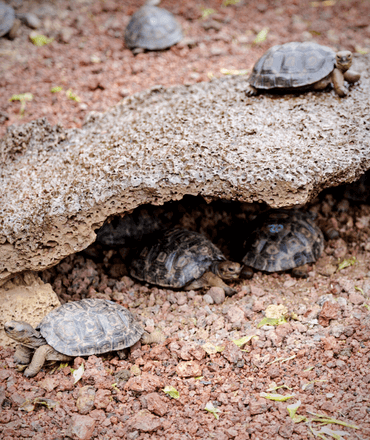 Baby tortoises