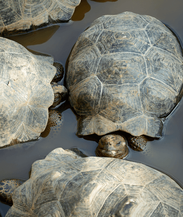 Galapagos Tortoises in water