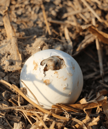 Hatching baby tortoise