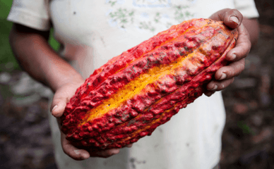 Hands holding a cacoa fruit