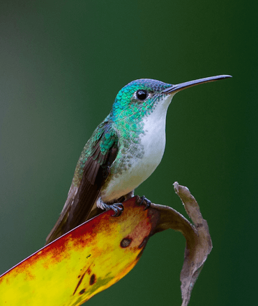 Close up of humming bird