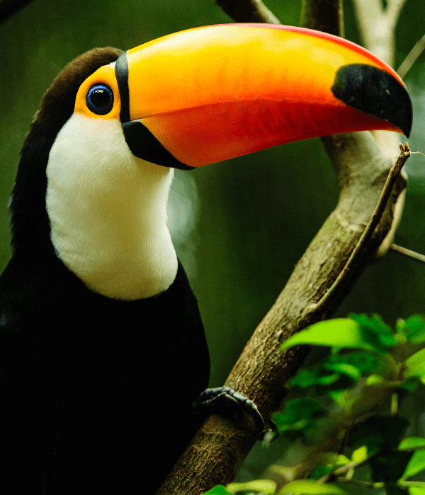 toucan