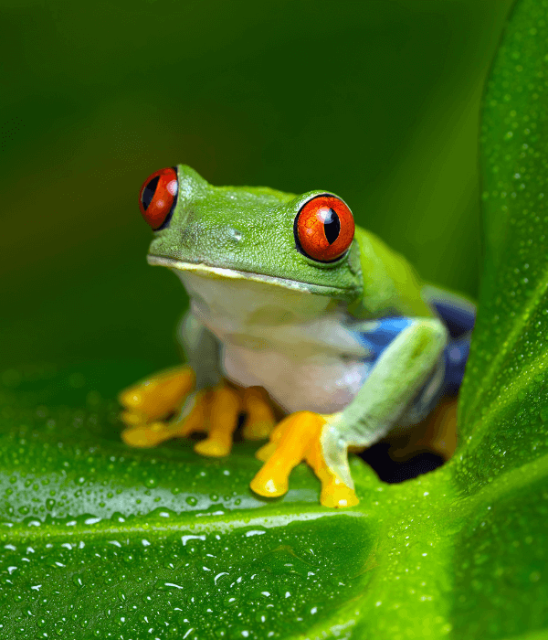 Amazon tree frog