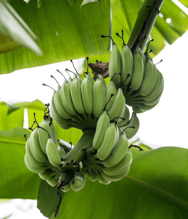 Banana plant