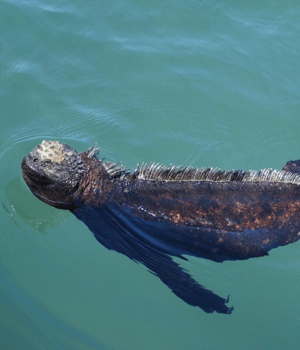 Marine iguana in the water