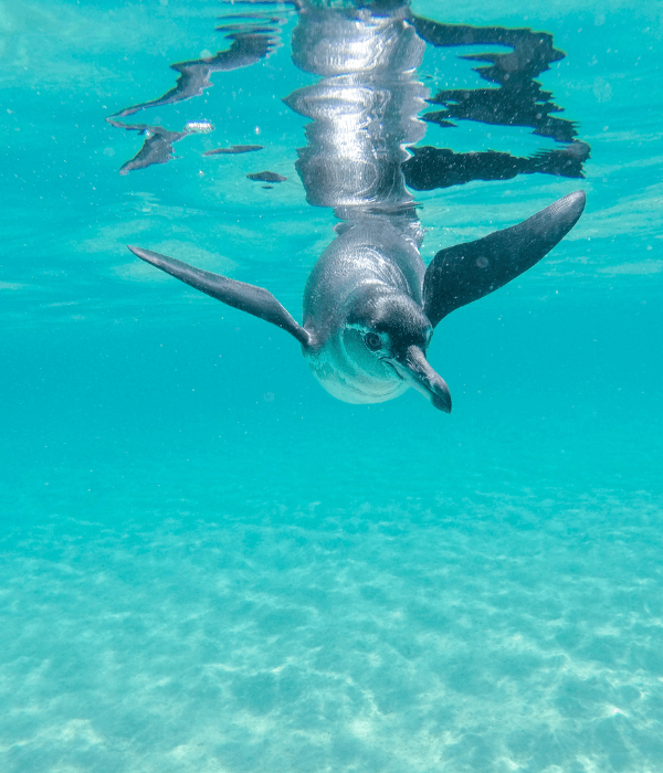 Penguin under water