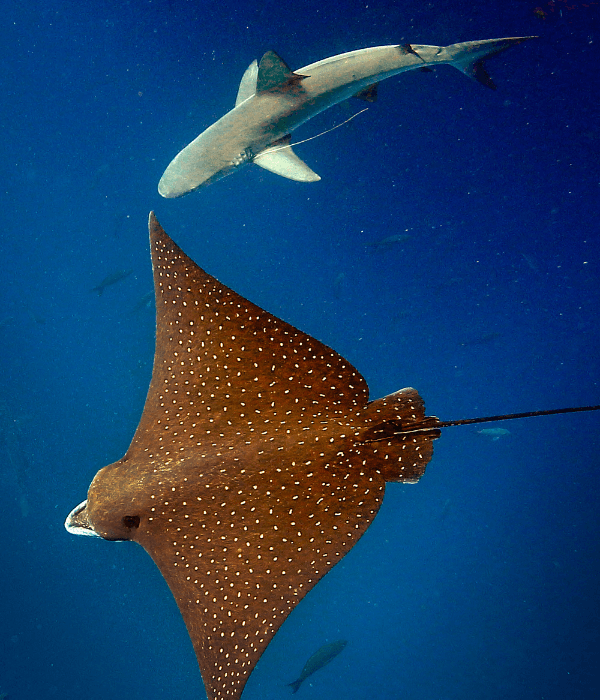 Spotted eagle ray and reef shark