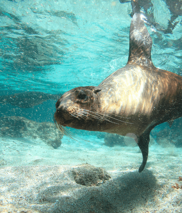 Sealion under water