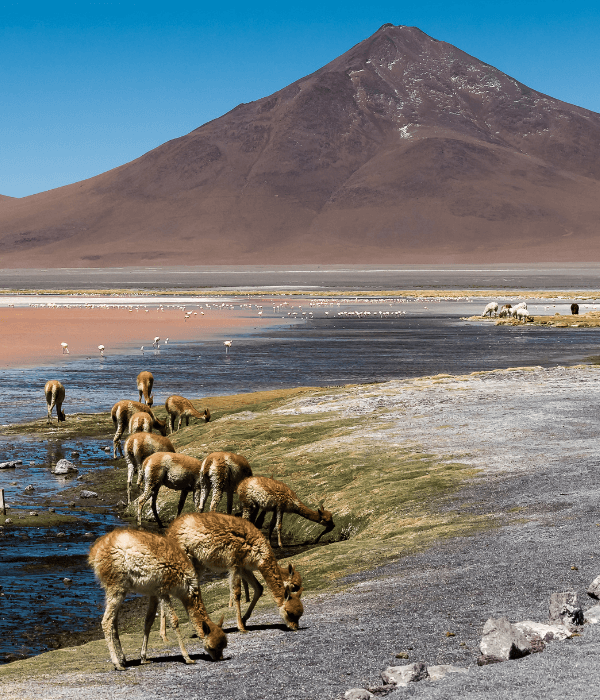 Vicunas at the base of a volcano