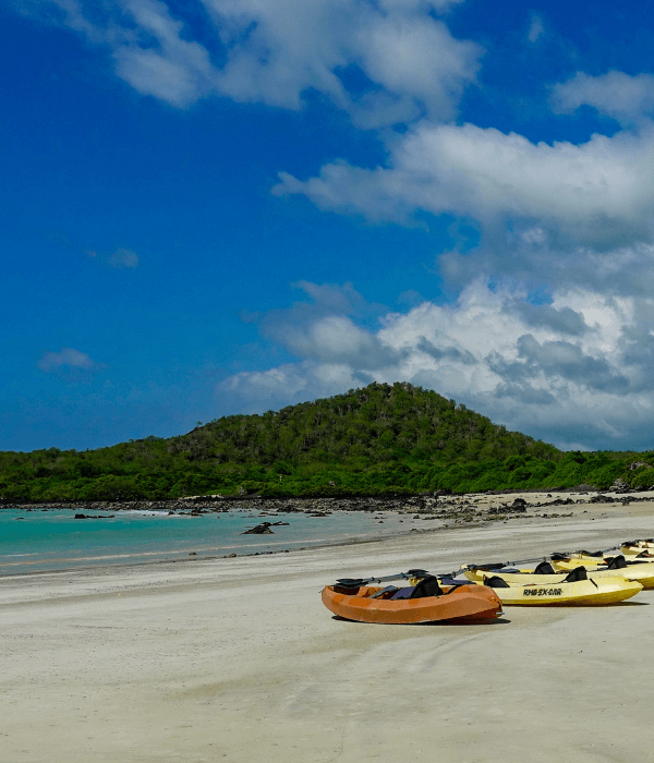 kayaks lined up on a beach