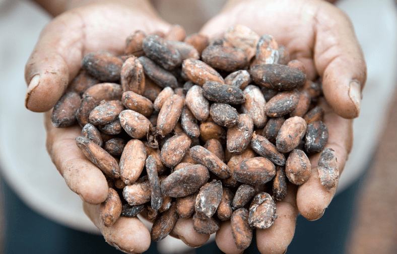 hands holding cacoa beans