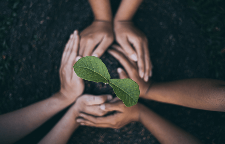 Hands planting a seedling