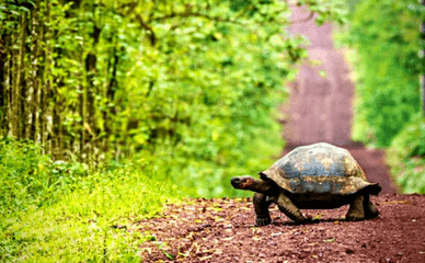 Giant Galapagos Tortoise