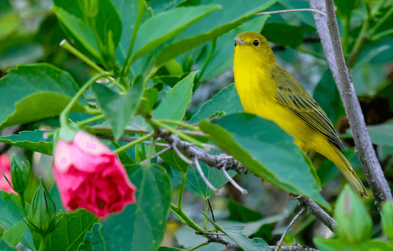 Yellow warbler