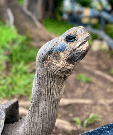 Galapagos Tortoise stretcing neck