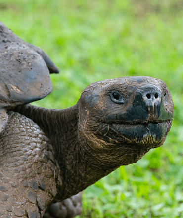 Close up of Galapagos Giant Tortoise