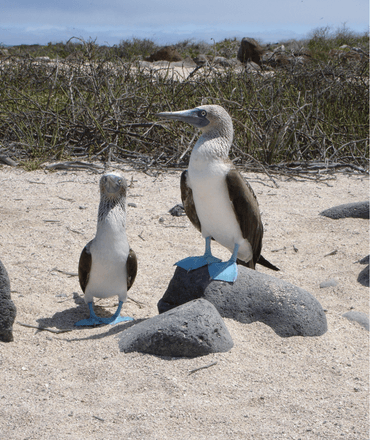 Blue footed boobies at the beach