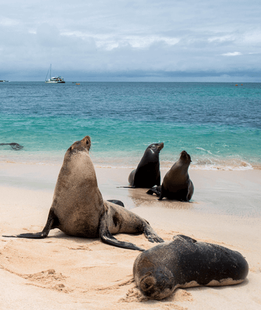 Sea lions at the beach