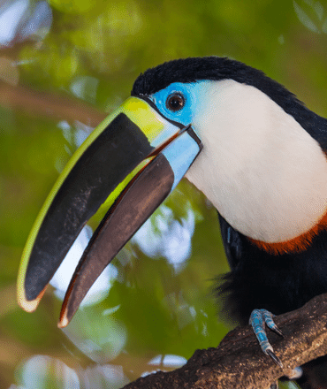 Toucan