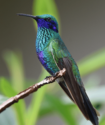 Hummingbird Ecuador
