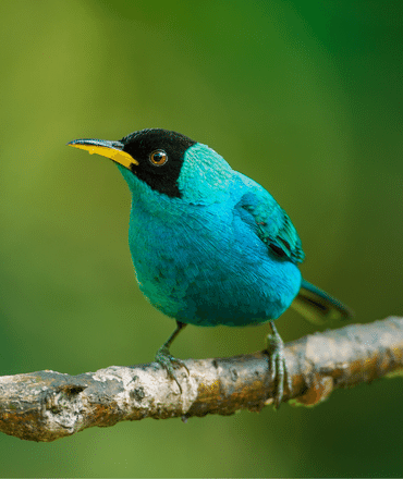 Ecuador birds