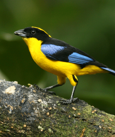 Flycatcher Ecuador
