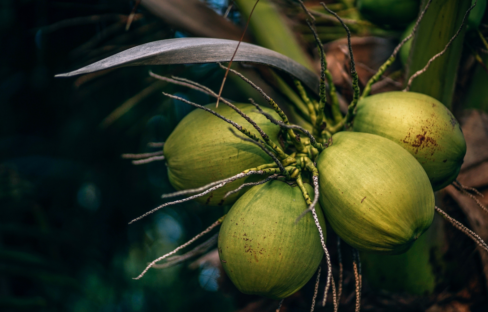 coconuts