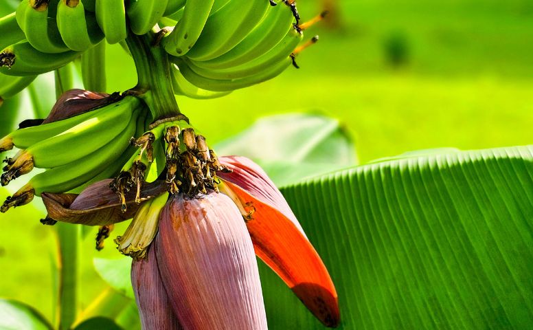 banana plant