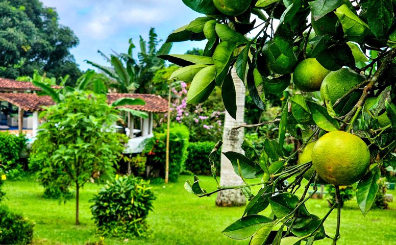 Grapefruit tree at Enchanted Galapagos Lodge