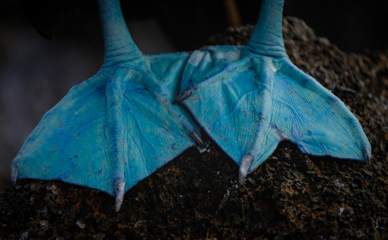 Blue footed boobie feet