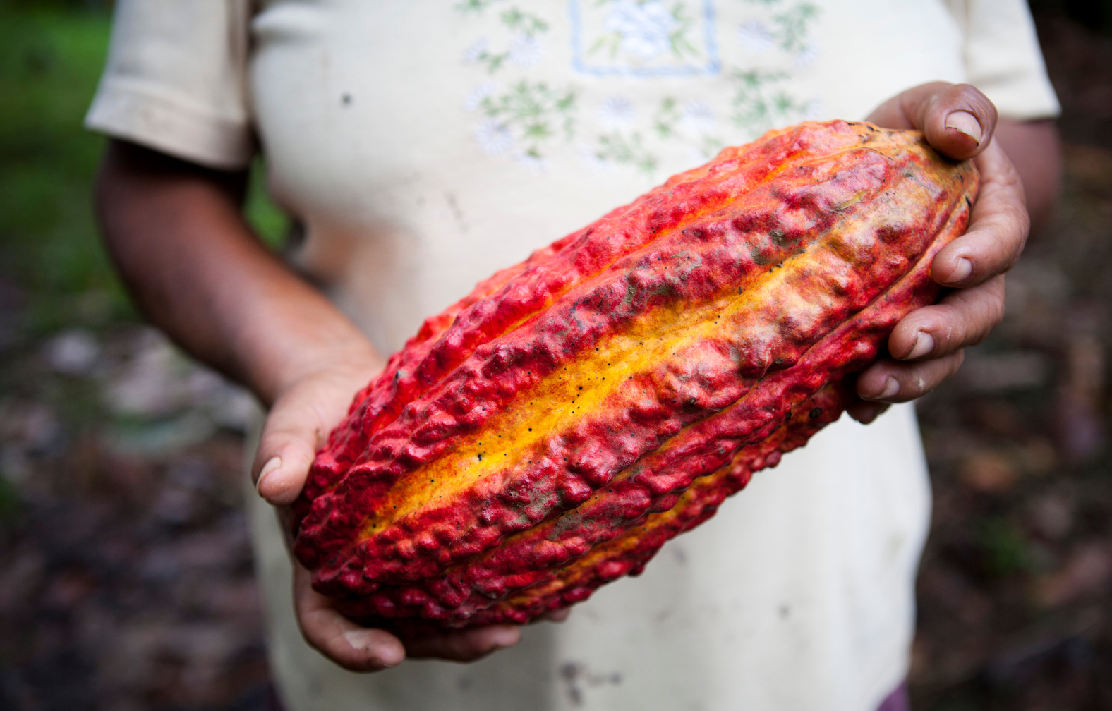 Cacao Pod