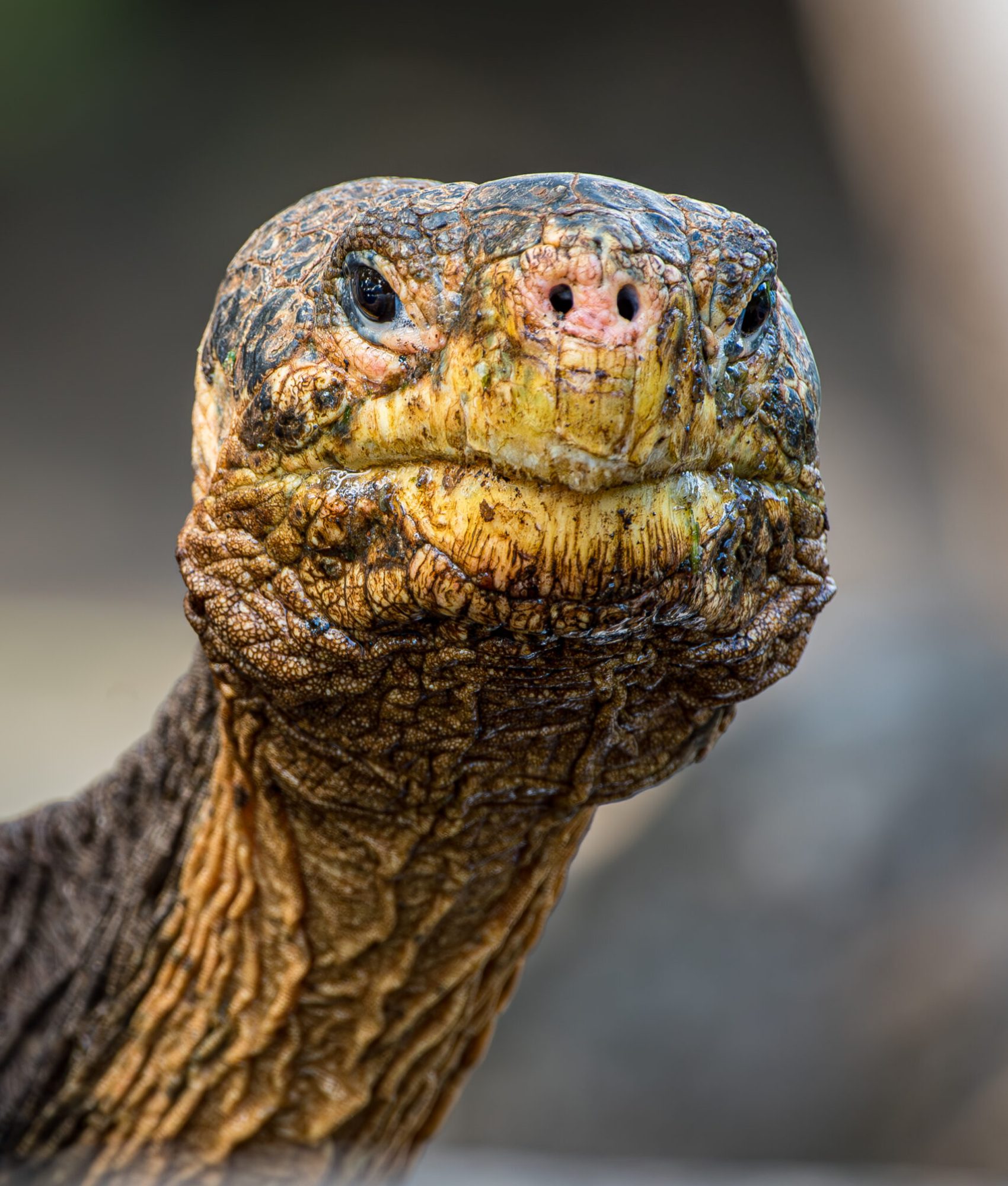 Giant Galapagos Tortoise