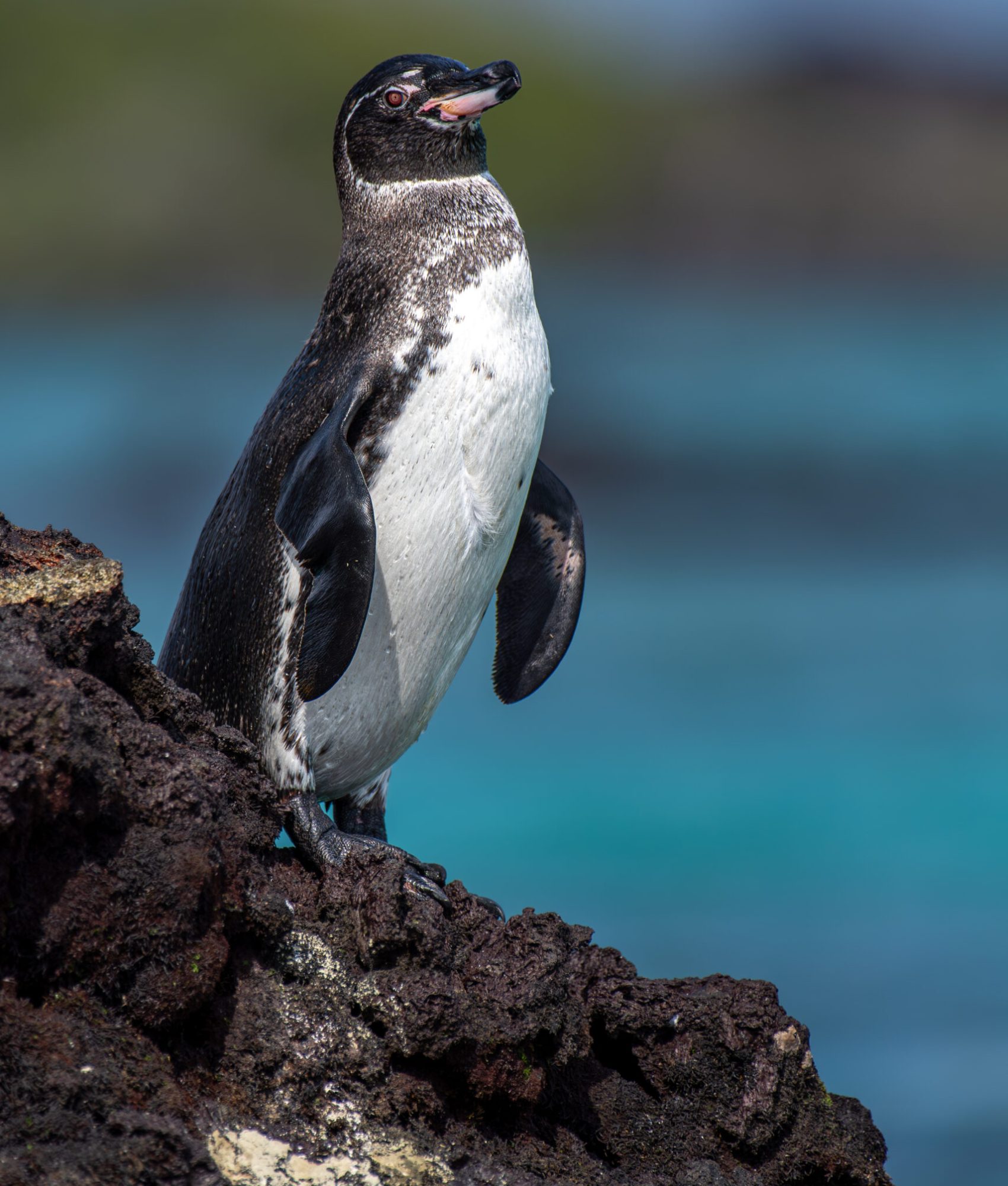 Penguin