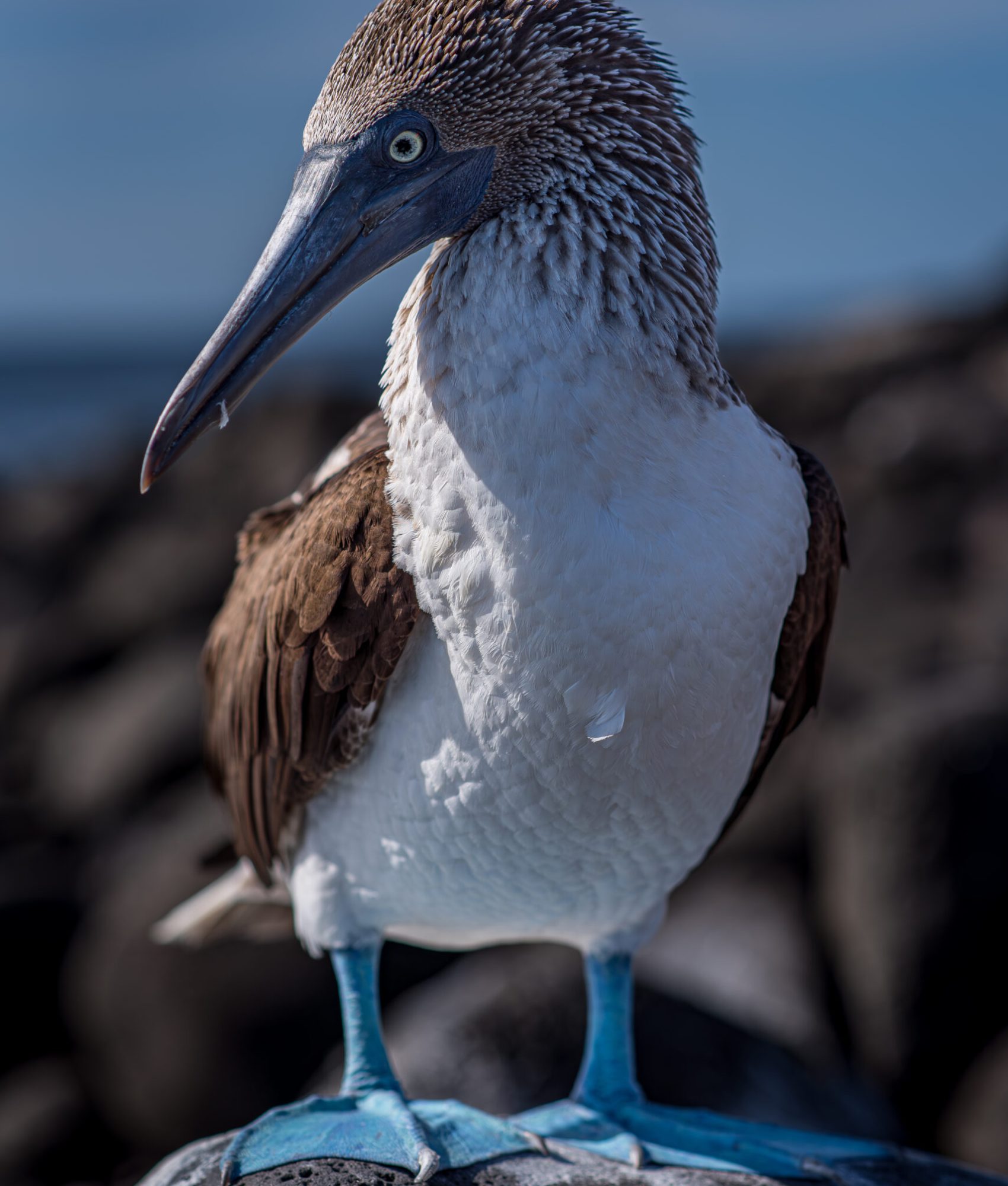 Blue footed boobie