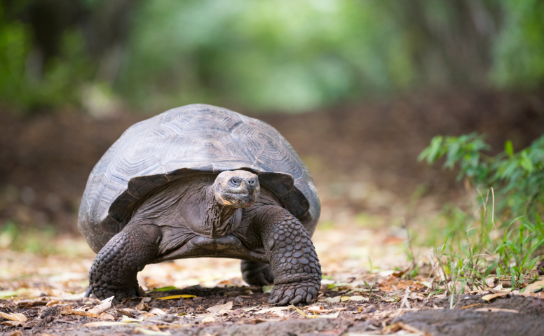 Galapagos Giant Tortoise